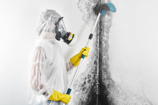 Best Mold Damage Restoration  in Lantana, TX